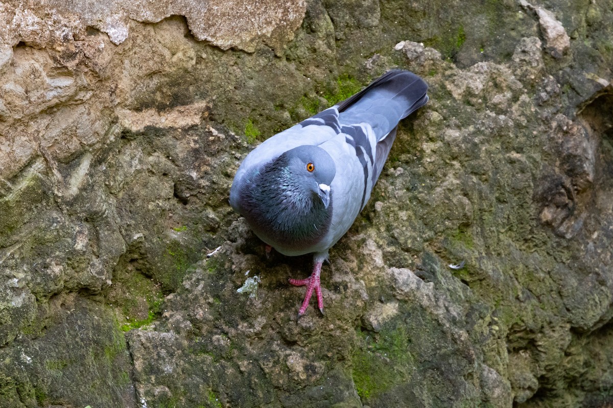 Rock Pigeon (Feral Pigeon) - Mikael Käll