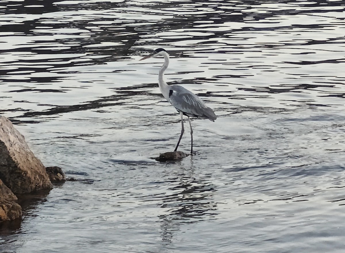 Cocoi Heron - ML622742540