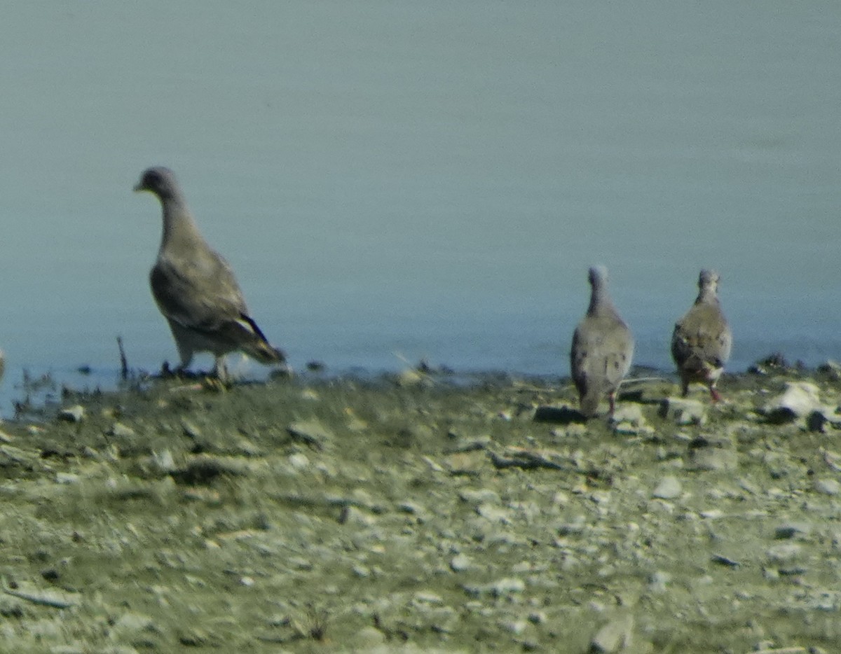 Bare-eyed Pigeon - ML622742609