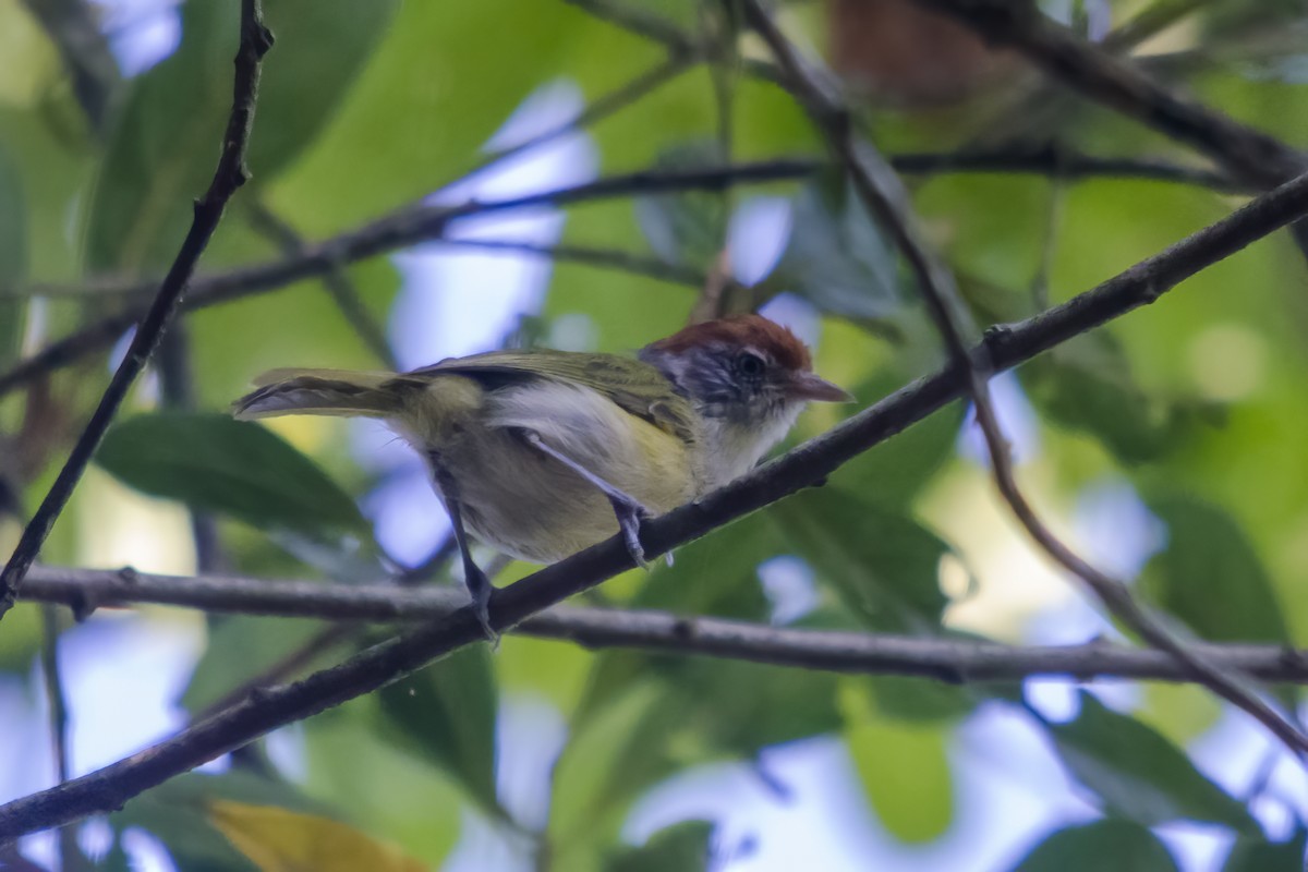 Gray-eyed Greenlet - Luiz Carlos Ramassotti