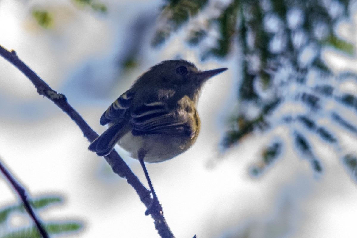 Hangnest Tody-Tyrant - ML622742730