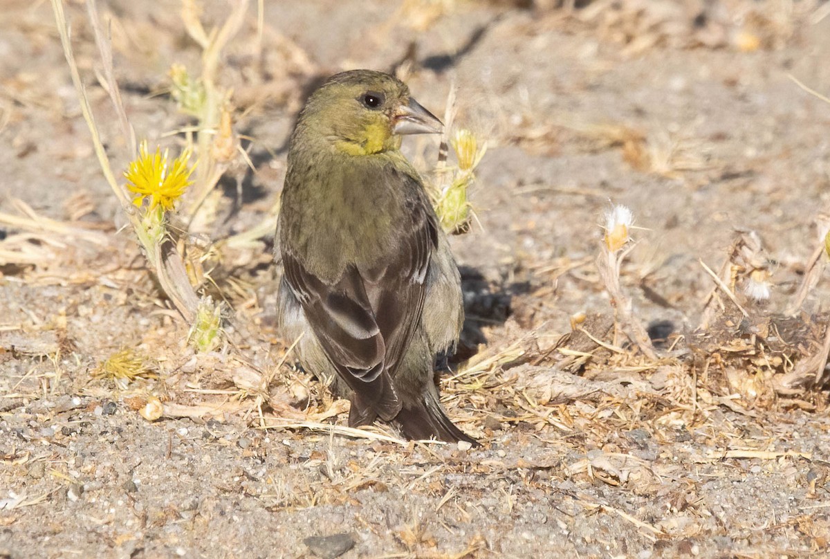 Lesser Goldfinch - John Scharpen