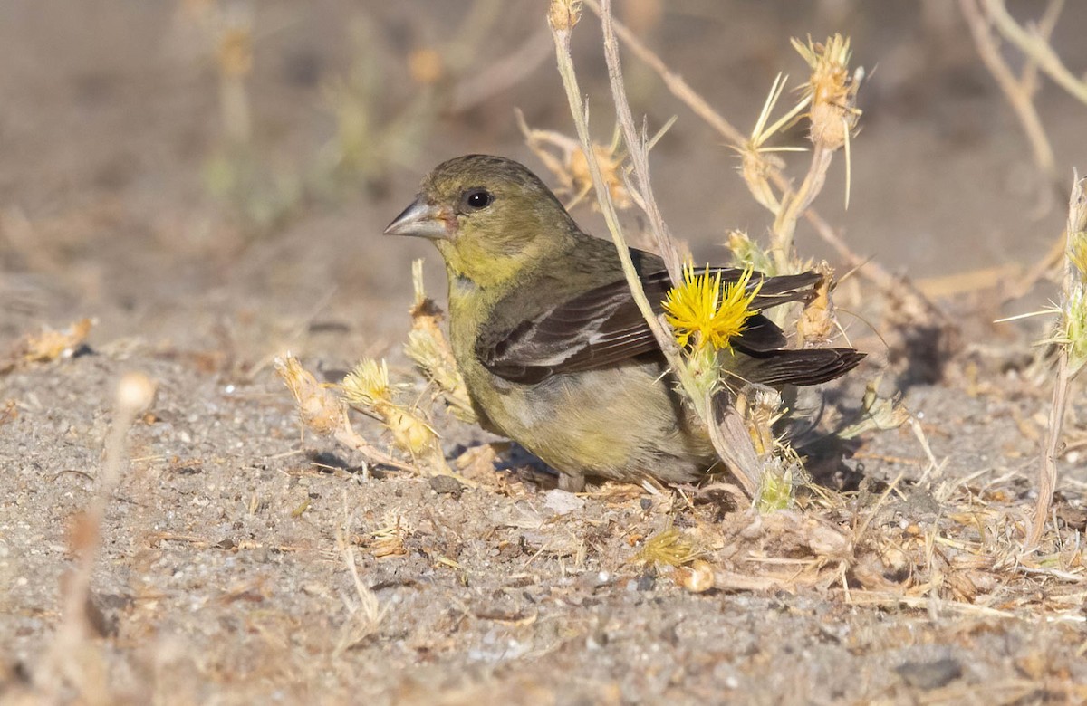 Lesser Goldfinch - ML622742775