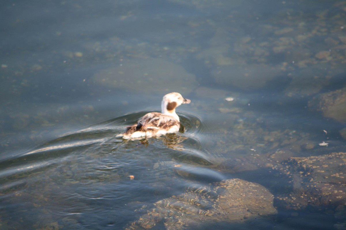 Мөнгөлөг шунгаахай - ML622742827