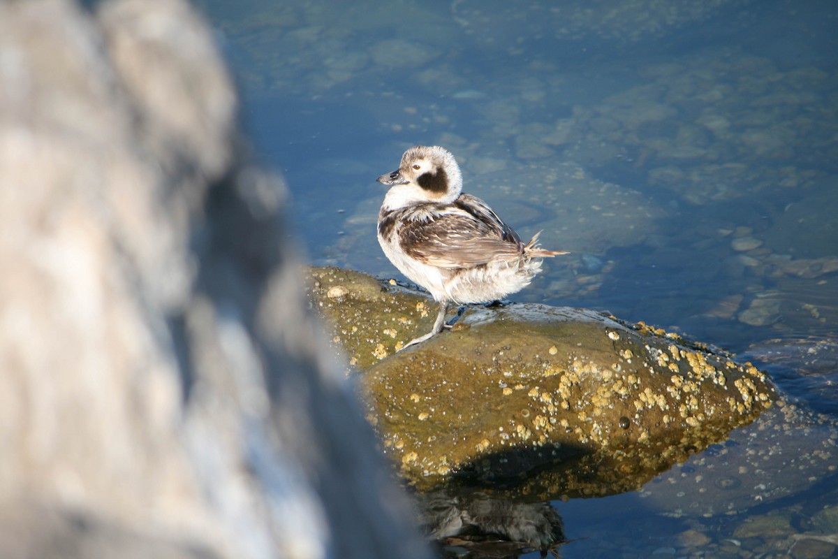 Long-tailed Duck - ML622742828