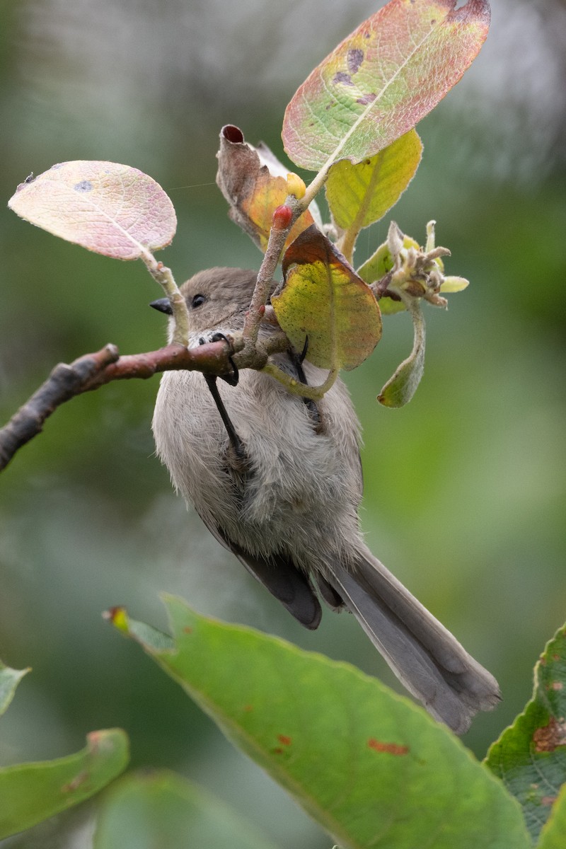 Bushtit - ML622742844