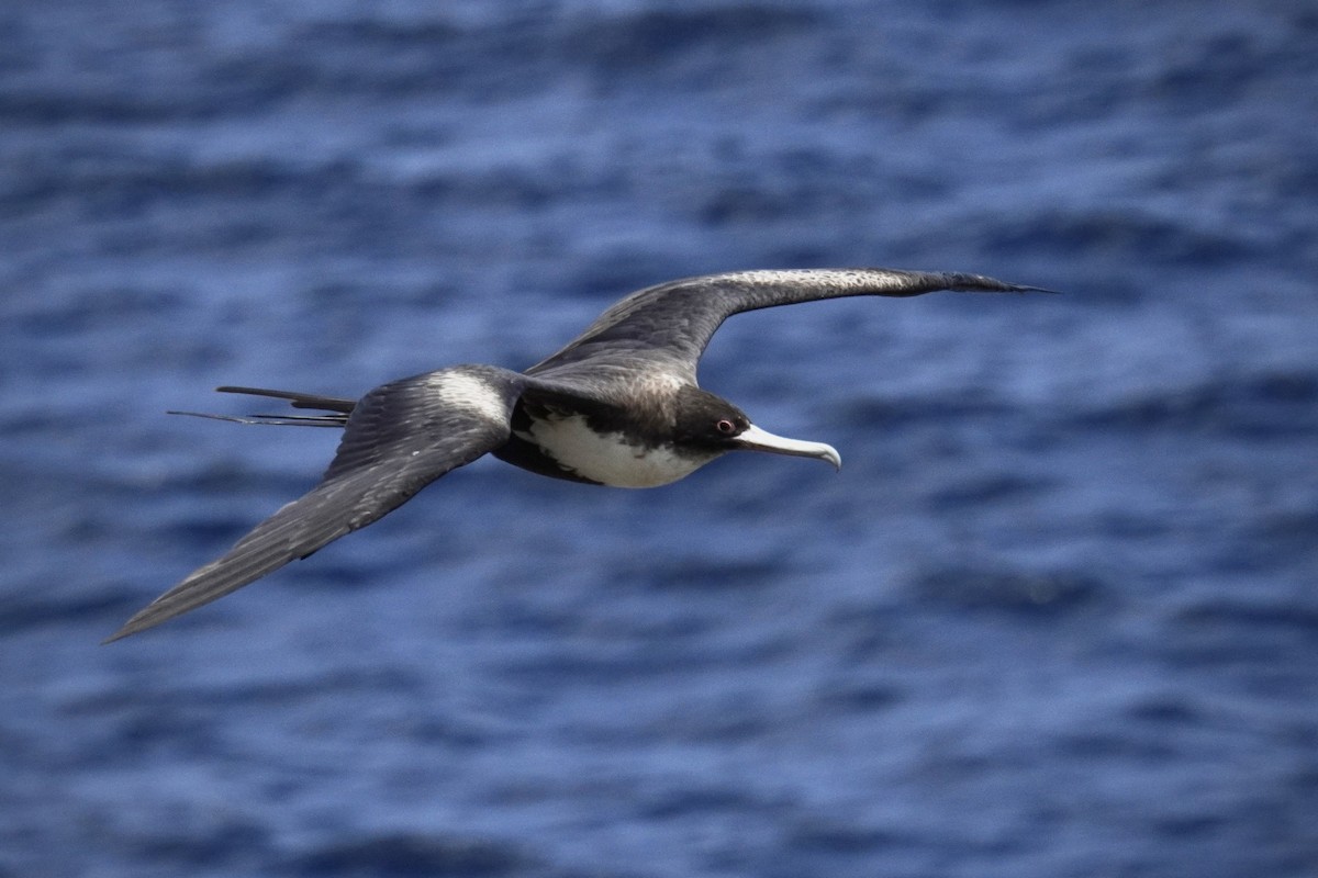 Great Frigatebird - Ethan Kang