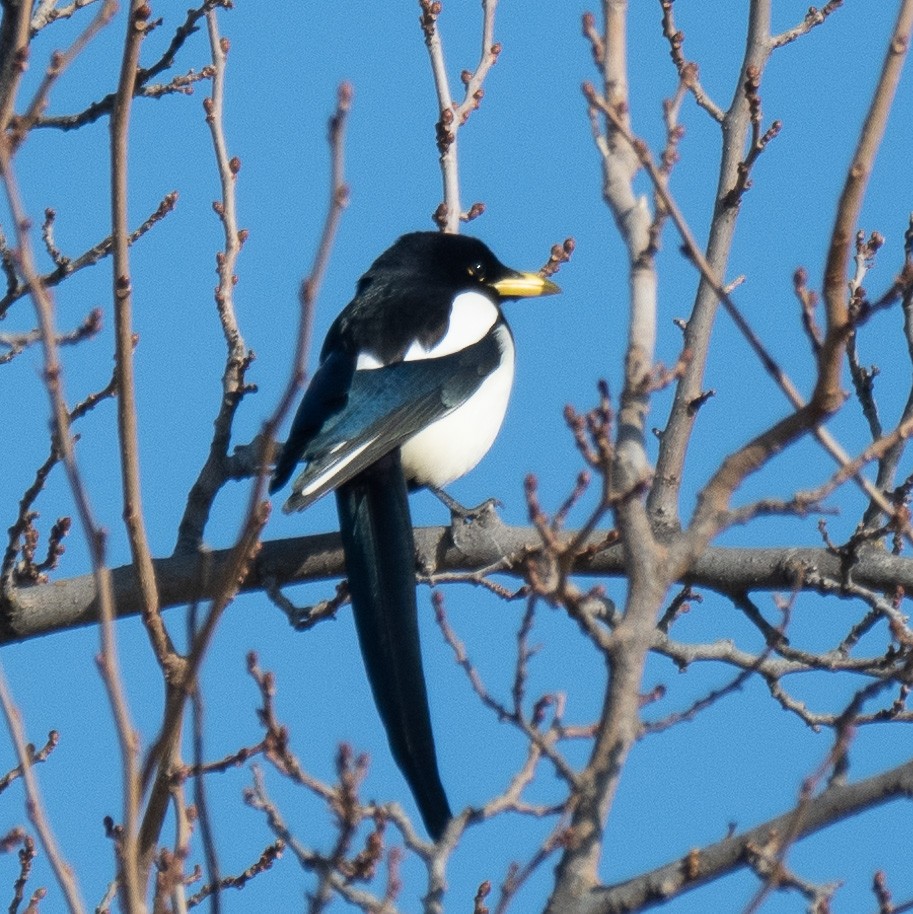 Yellow-billed Magpie - ML622743026