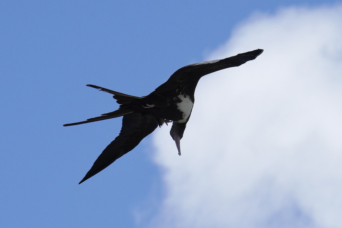 Great Frigatebird - Ethan Kang