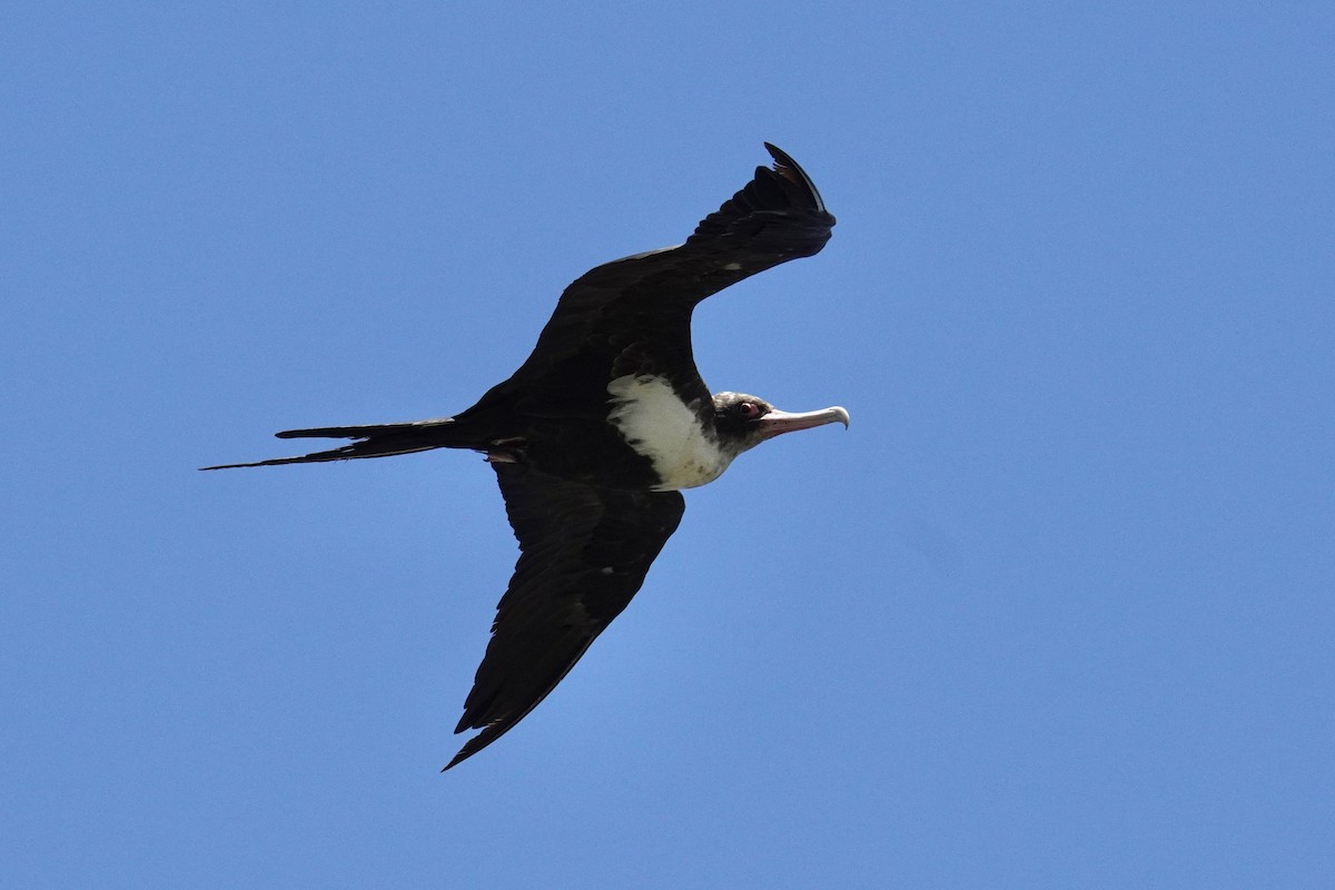 Great Frigatebird - Ethan Kang