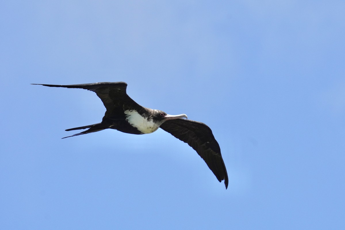 Great Frigatebird - Ethan Kang