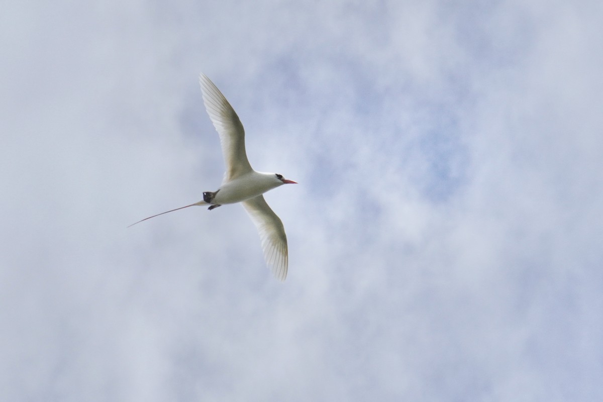 Red-tailed Tropicbird - Ethan Kang