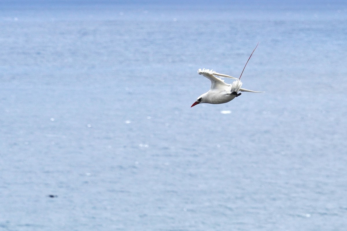 Red-tailed Tropicbird - Ethan Kang