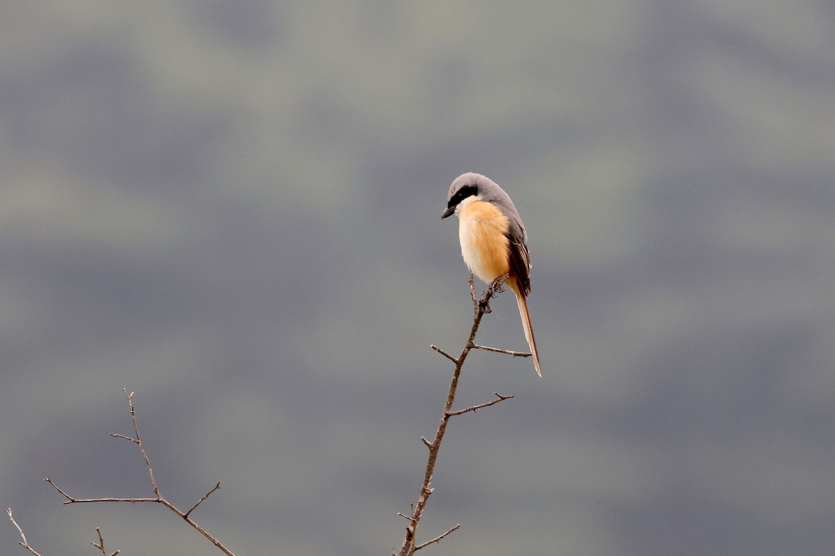 Gray-backed Shrike - Stephen Gast