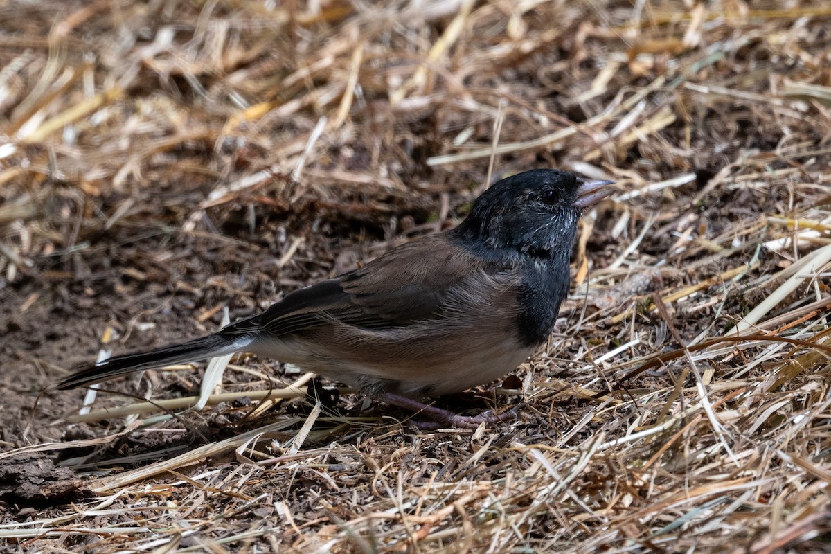 Winterammer - ML622743152