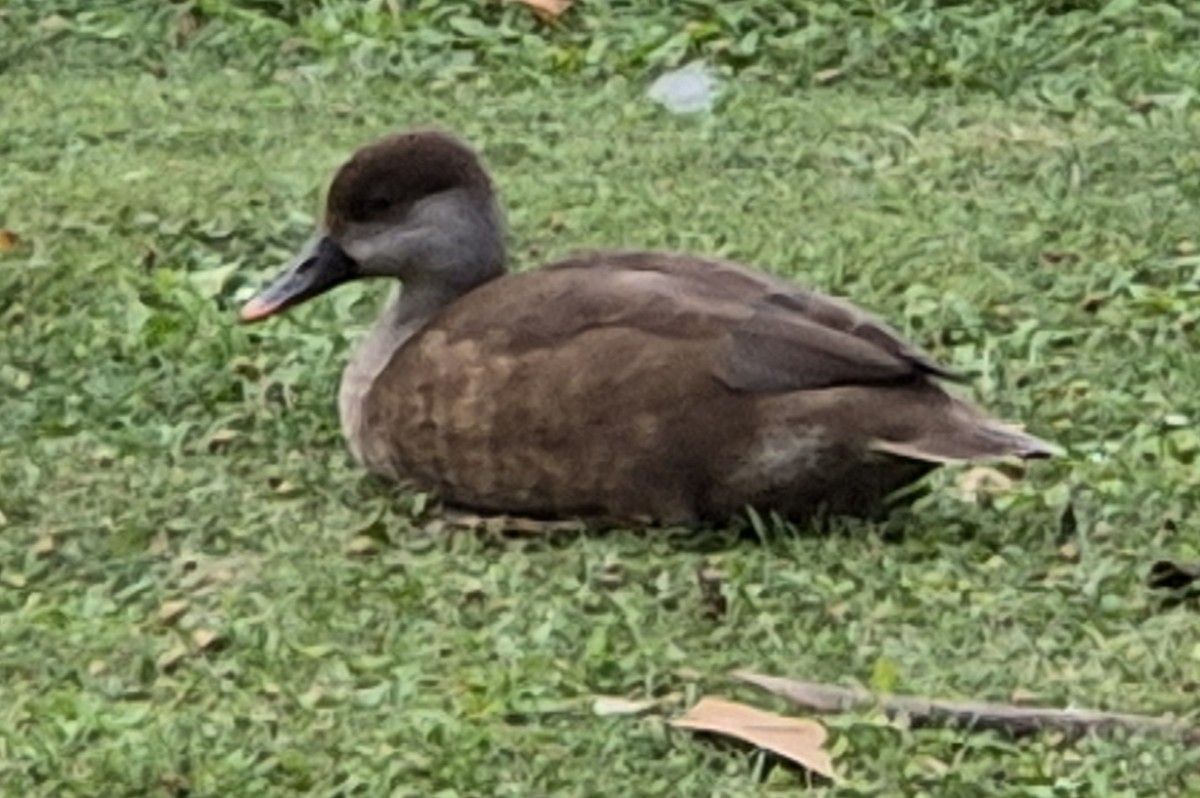 Red-crested Pochard - ML622743155