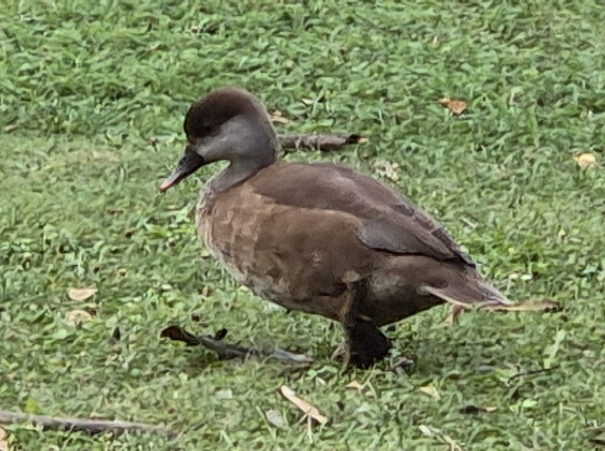 Red-crested Pochard - ML622743156