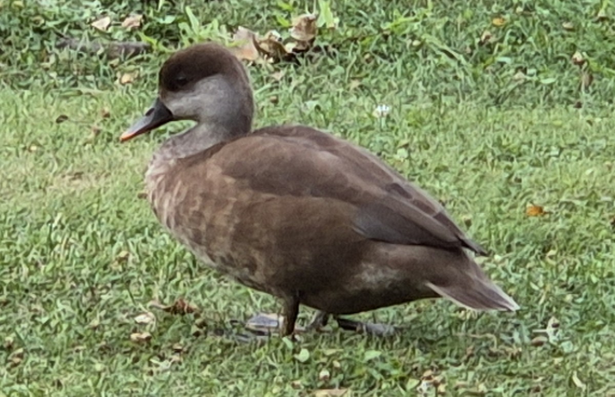 Red-crested Pochard - ML622743157