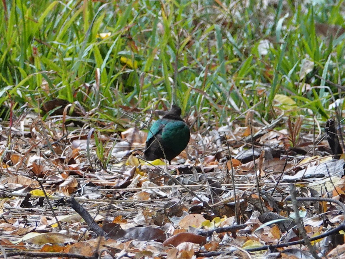 Pacific Emerald Dove - ML622743167