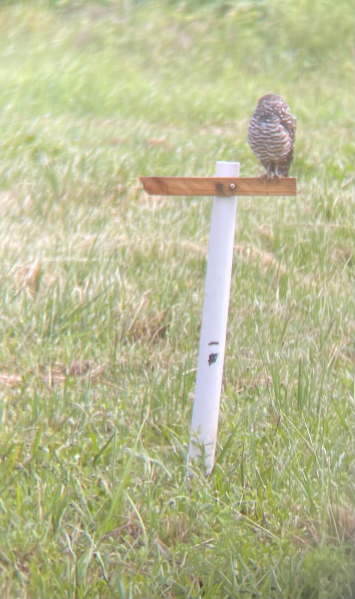 Burrowing Owl (Florida) - ML622743172