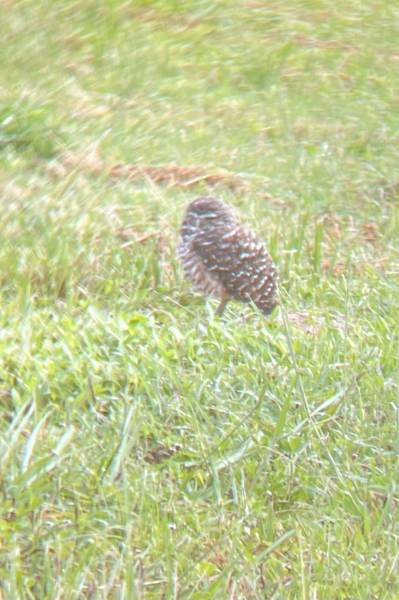 Burrowing Owl (Florida) - ML622743173