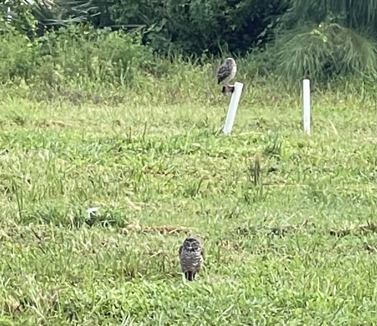 Burrowing Owl (Florida) - ML622743174