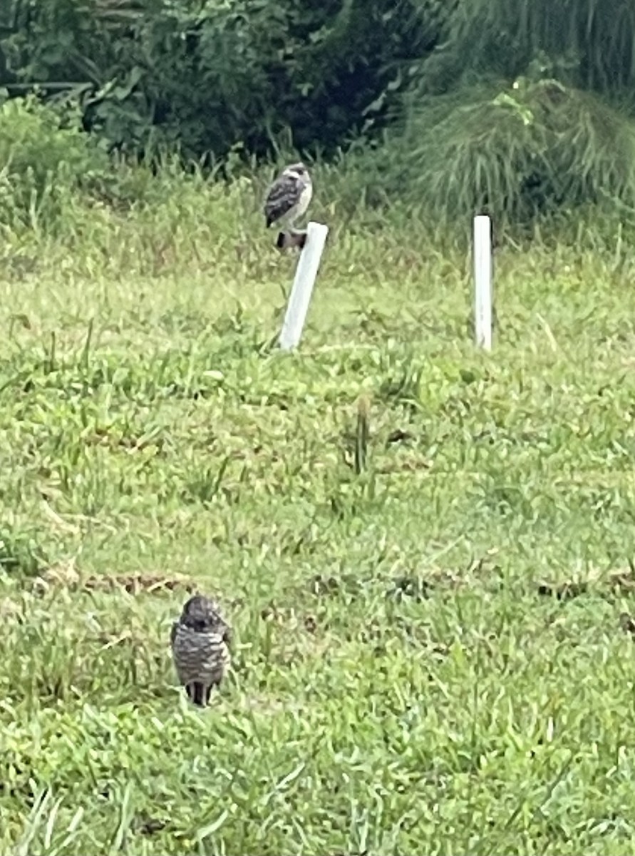 Burrowing Owl (Florida) - ML622743175