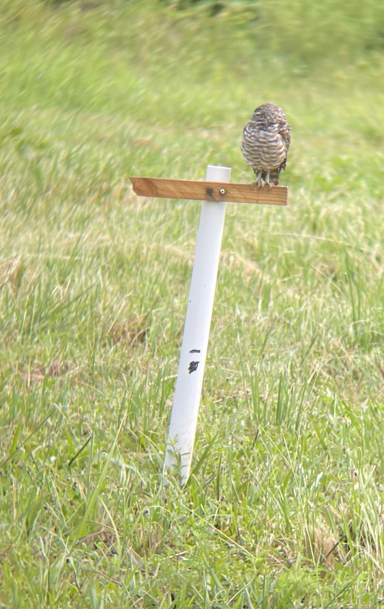 Burrowing Owl (Florida) - ML622743176