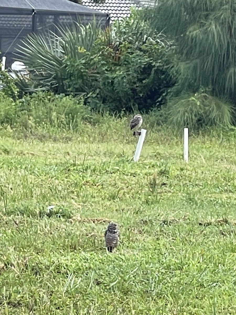 Burrowing Owl (Florida) - ML622743177