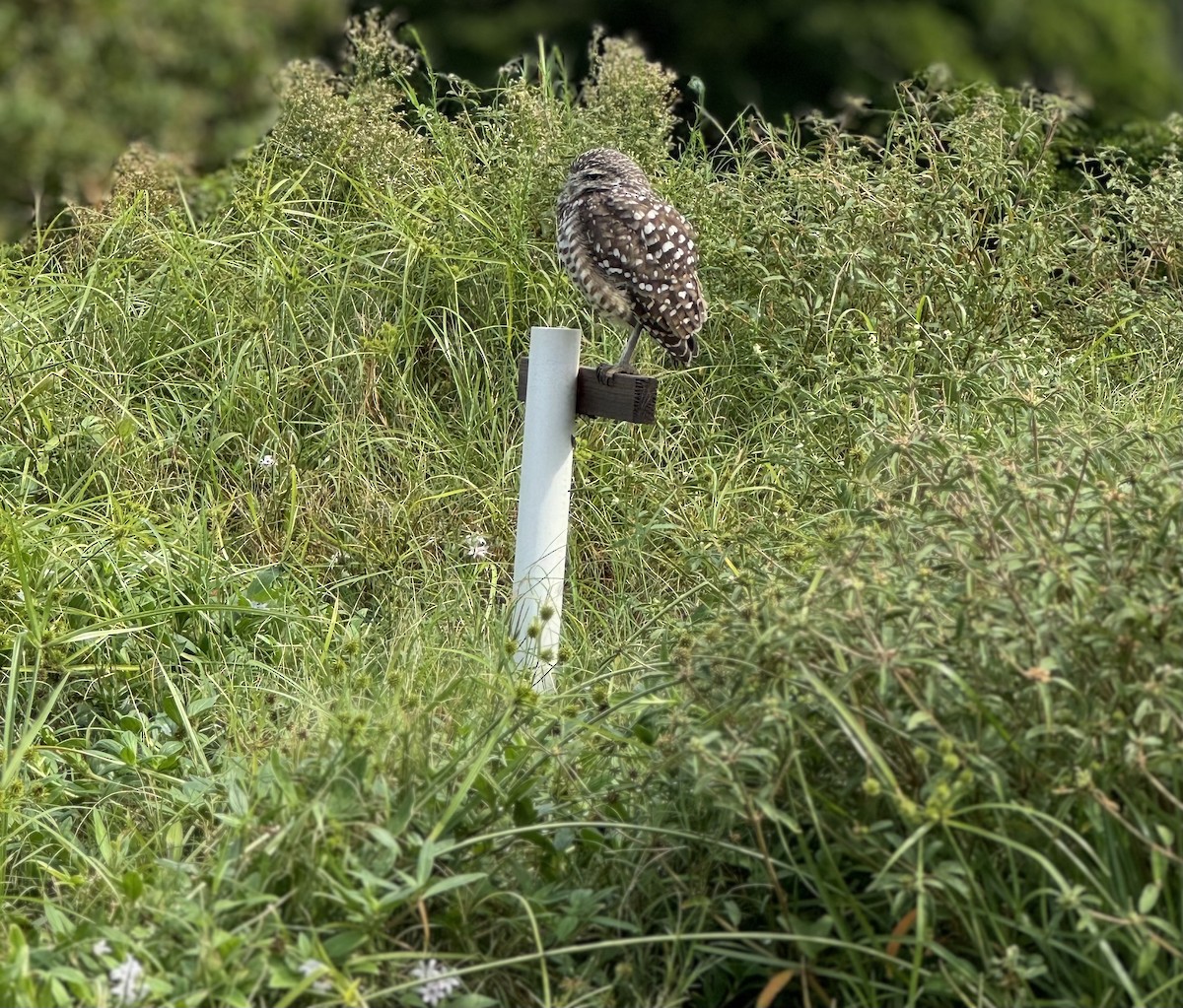 Burrowing Owl (Florida) - ML622743178