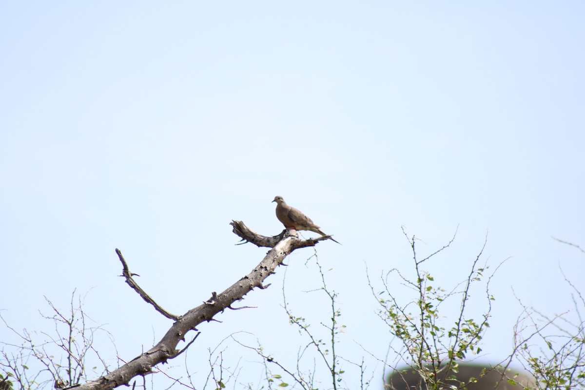 Mourning Dove - ML622743192