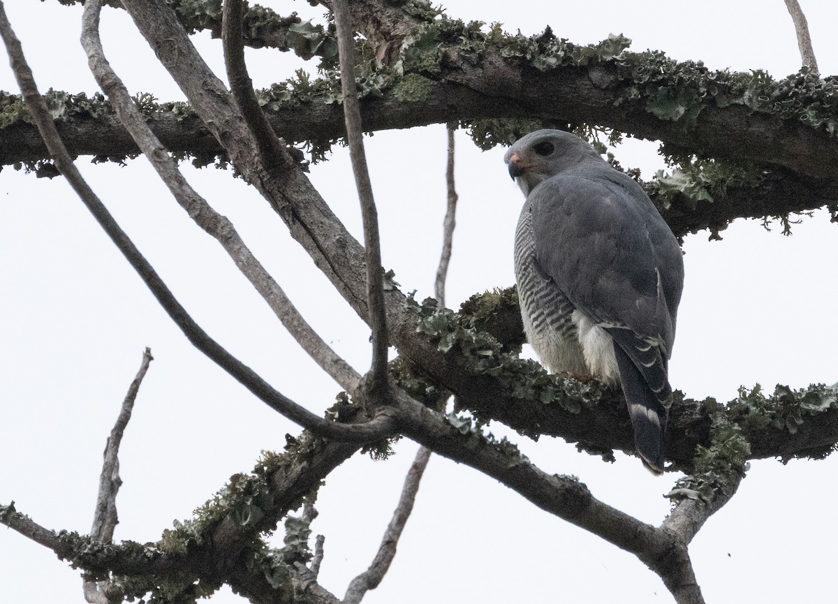 Lizard Buzzard - ML622743202