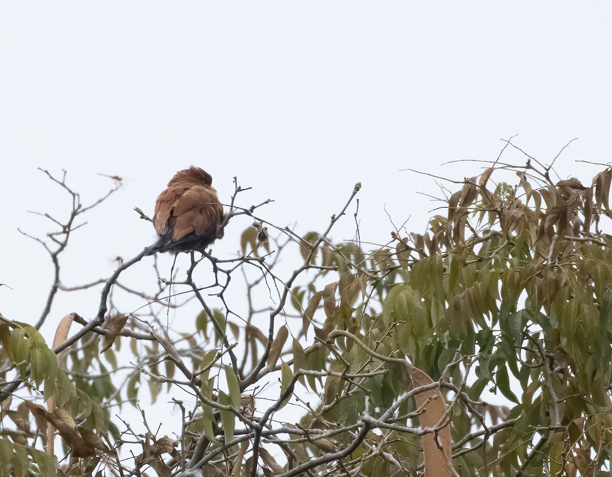 Broad-billed Roller - Anne Heyerly