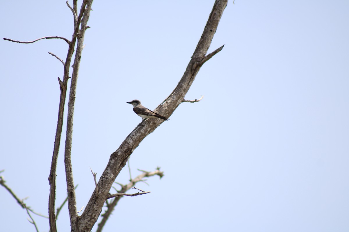 Gray Kingbird - ML622743235