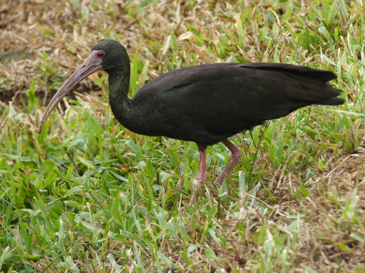 Bare-faced Ibis - ML622743247