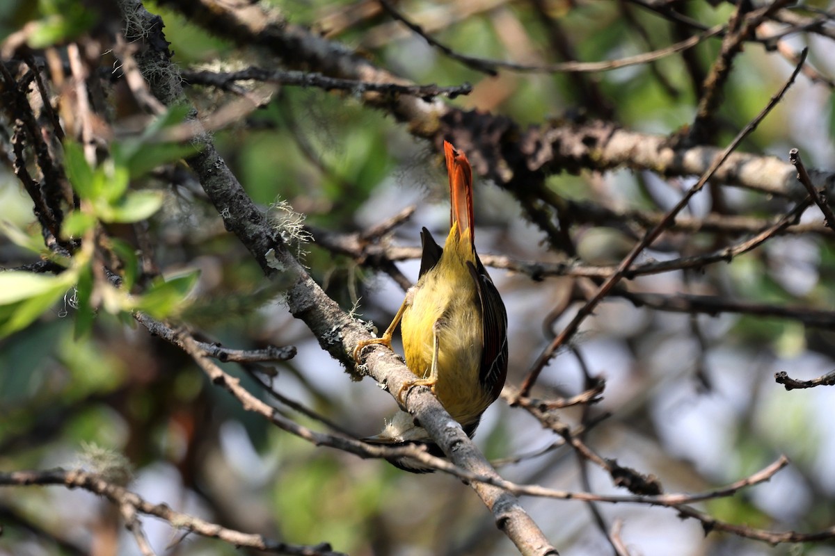 Red-tailed Minla - Stephen Gast