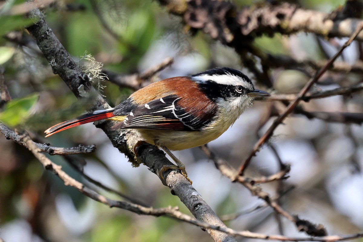 Red-tailed Minla - ML622743292