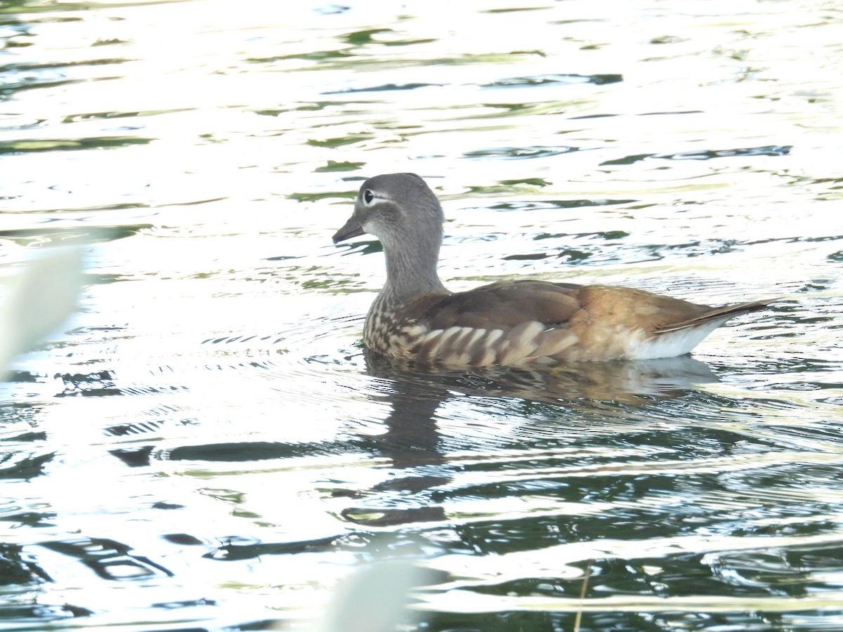 Pato Mandarín - ML622743297