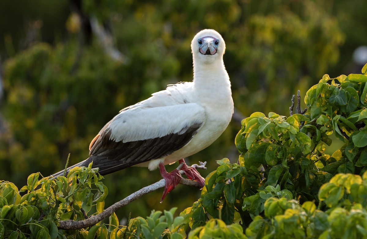 Red-footed Booby - ML622743331