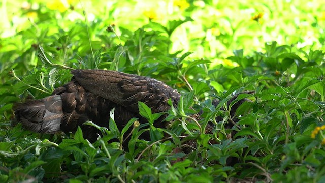 Red Junglefowl (Domestic type) - ML622743341