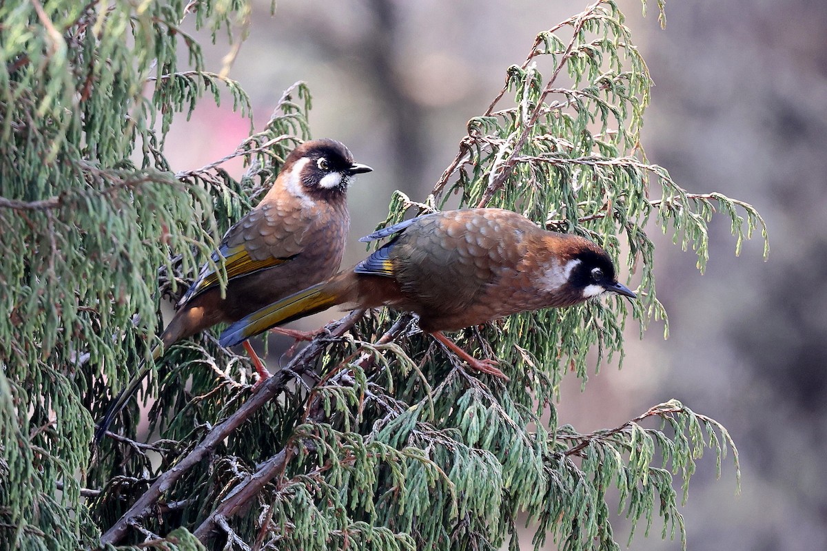 Black-faced Laughingthrush - ML622743343