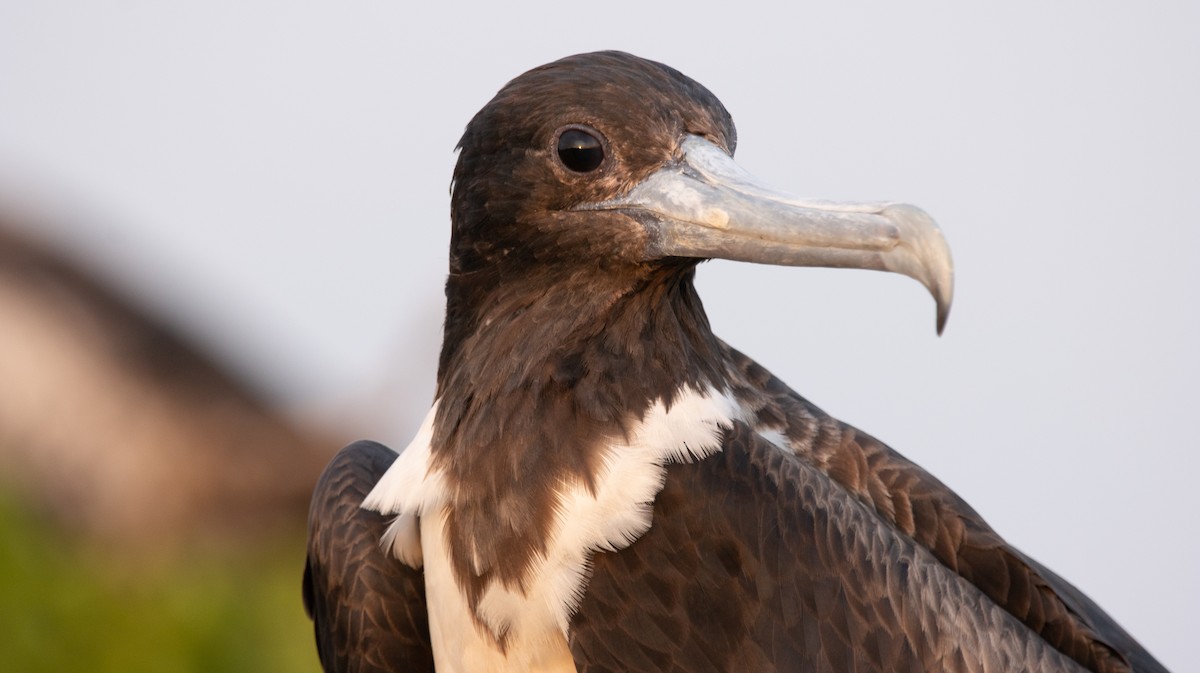 Magnificent Frigatebird - ML622743344