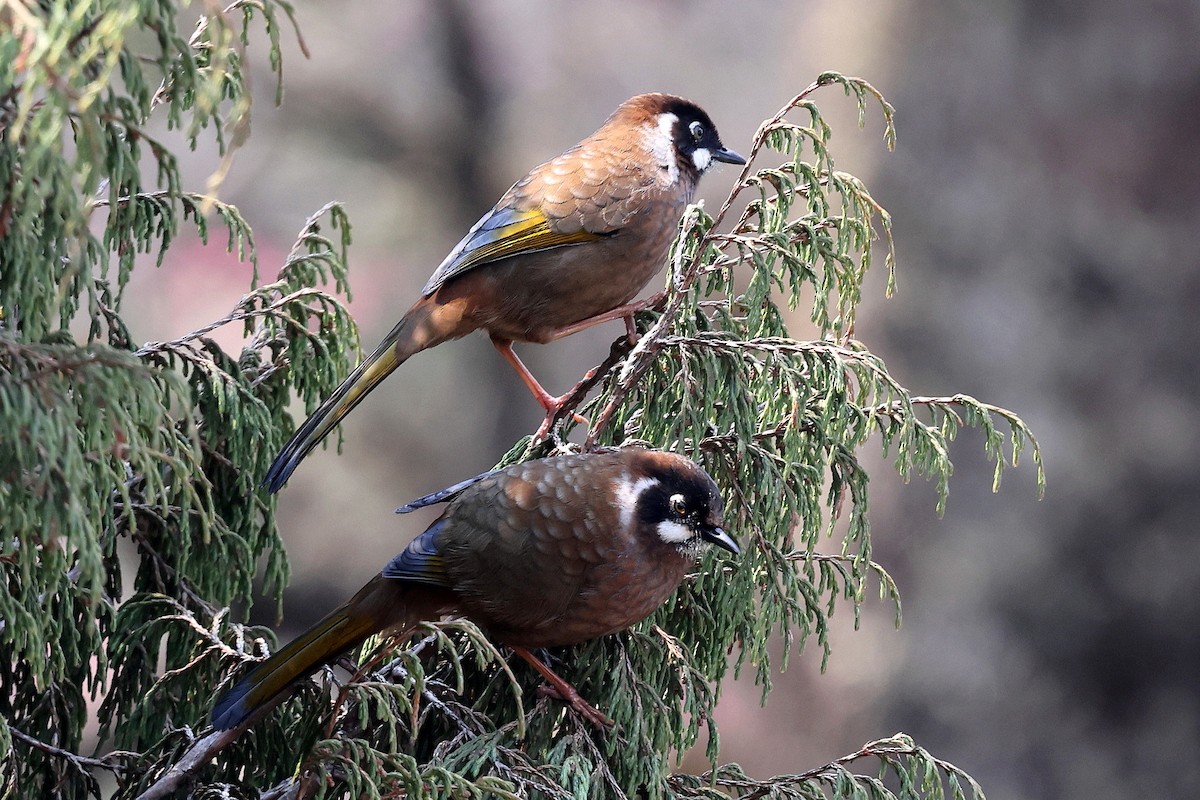 Black-faced Laughingthrush - ML622743345