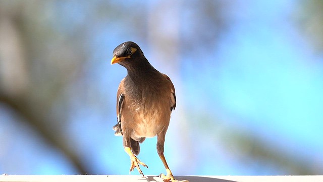 Common Myna - ML622743361