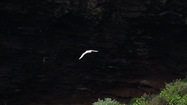 Red-tailed Tropicbird - ML622743366