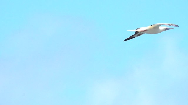 Red-footed Booby - ML622743367