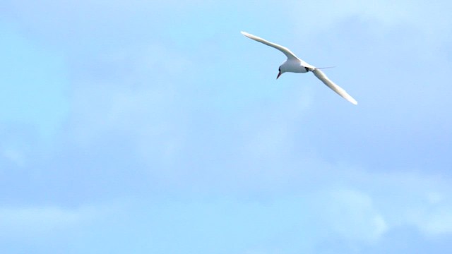 Red-tailed Tropicbird - ML622743369