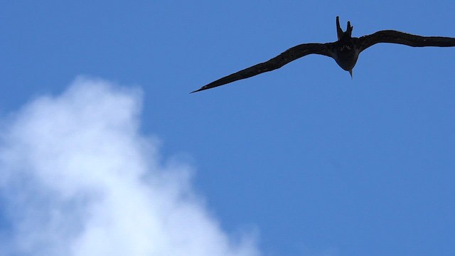 Great Frigatebird - ML622743372