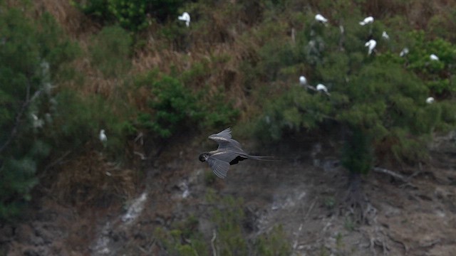 Great Frigatebird - ML622743374