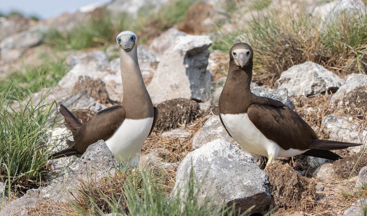 Cocos Booby - ML622743380